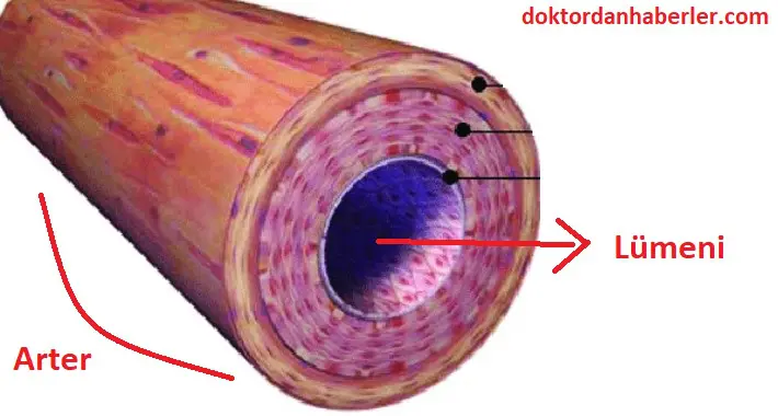 Lümen: Organların İçindeki Geçit arter lümeni