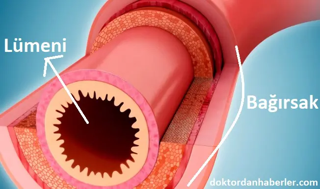 Lümen: Organların İçindeki Geçit bağırsak lümeni