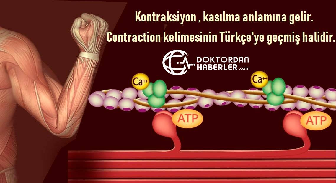 Kontraksiyon Nedir? kontraksiyon nedir
