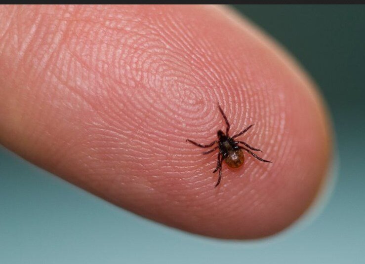 lyme hastaligi nedenleri ve tedavisi