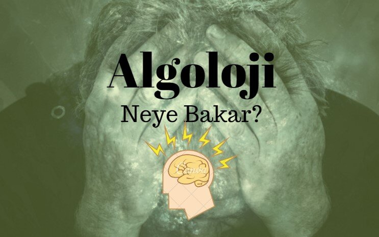 algoloji neye bakar