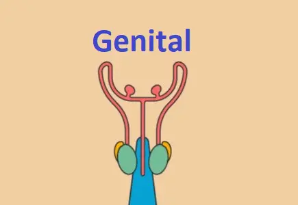 genital ne demek